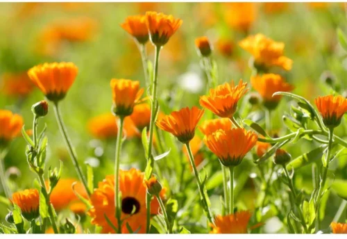 Weleda Calendula Liniment Reinigingsmelk 5 Weleda Calendula Liniment Reinigingsmelk -Baby Verzorging 1200x825 2